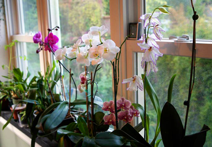 Como cuidar de orquídeas em apartamento - Passo a passo